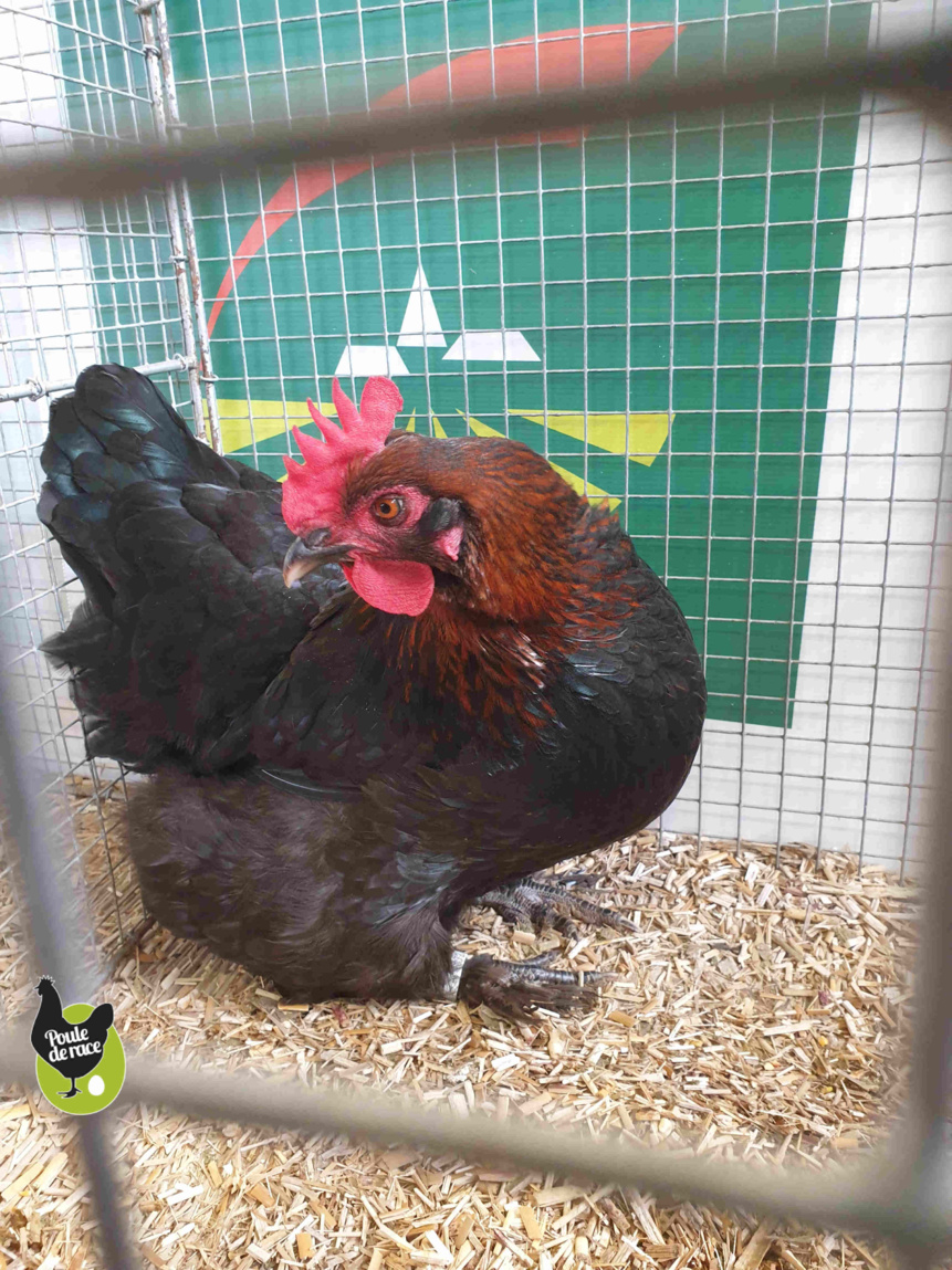 poule marans noir à camail cuivré poule marans noir à camail cuivré