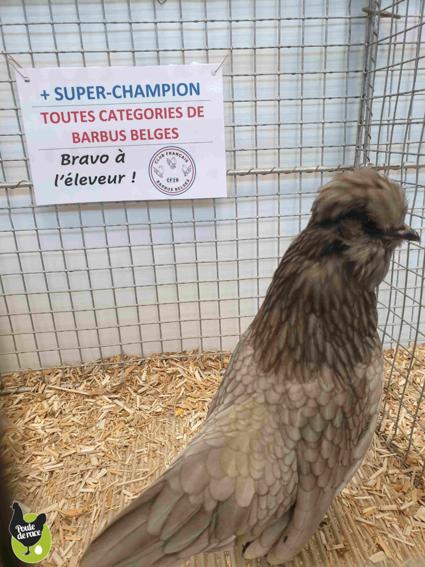 barbu de watermael bleu barbu de watermael bleu