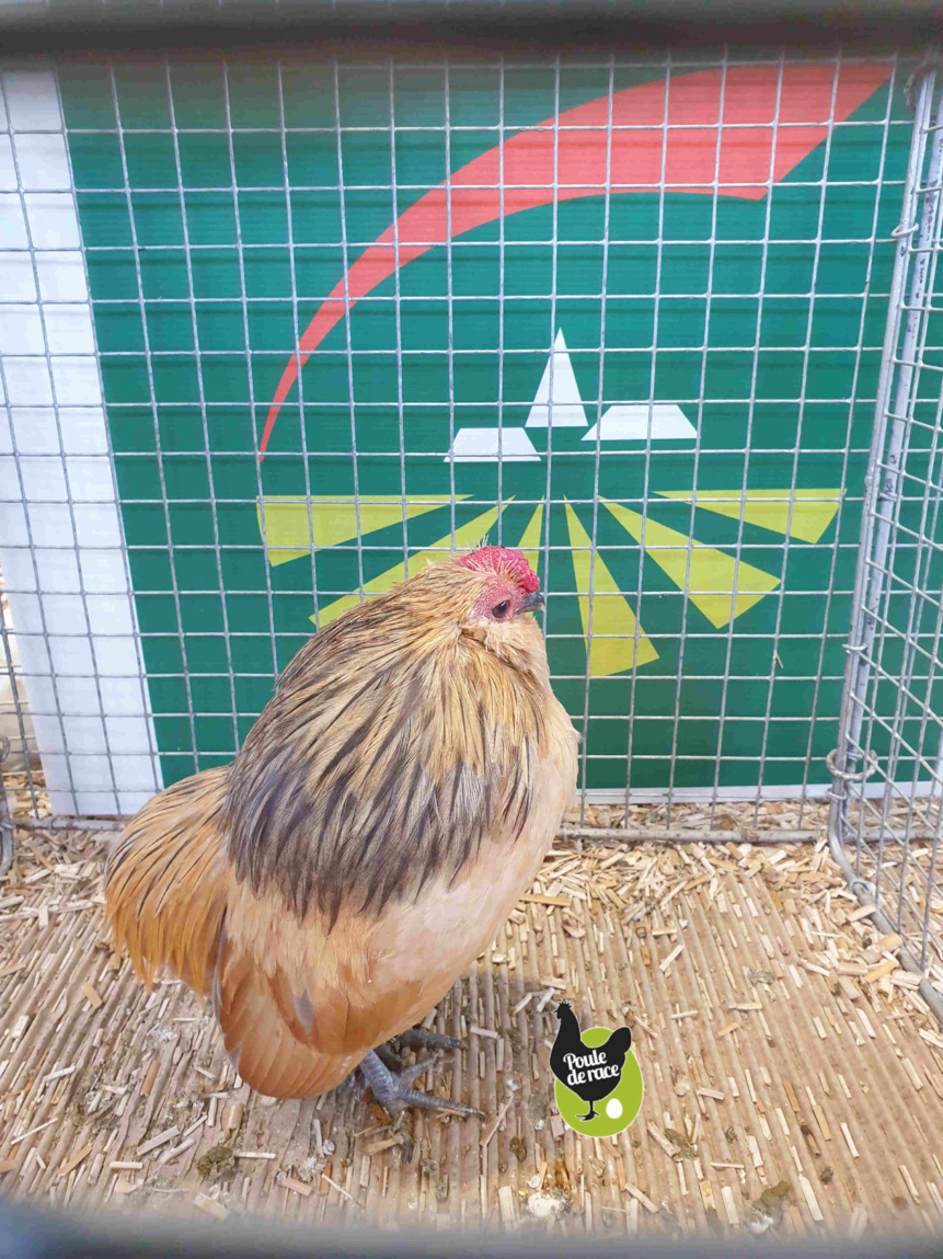 coq barbu de grubbe caille bleu coq barbu de grubbe caille bleu