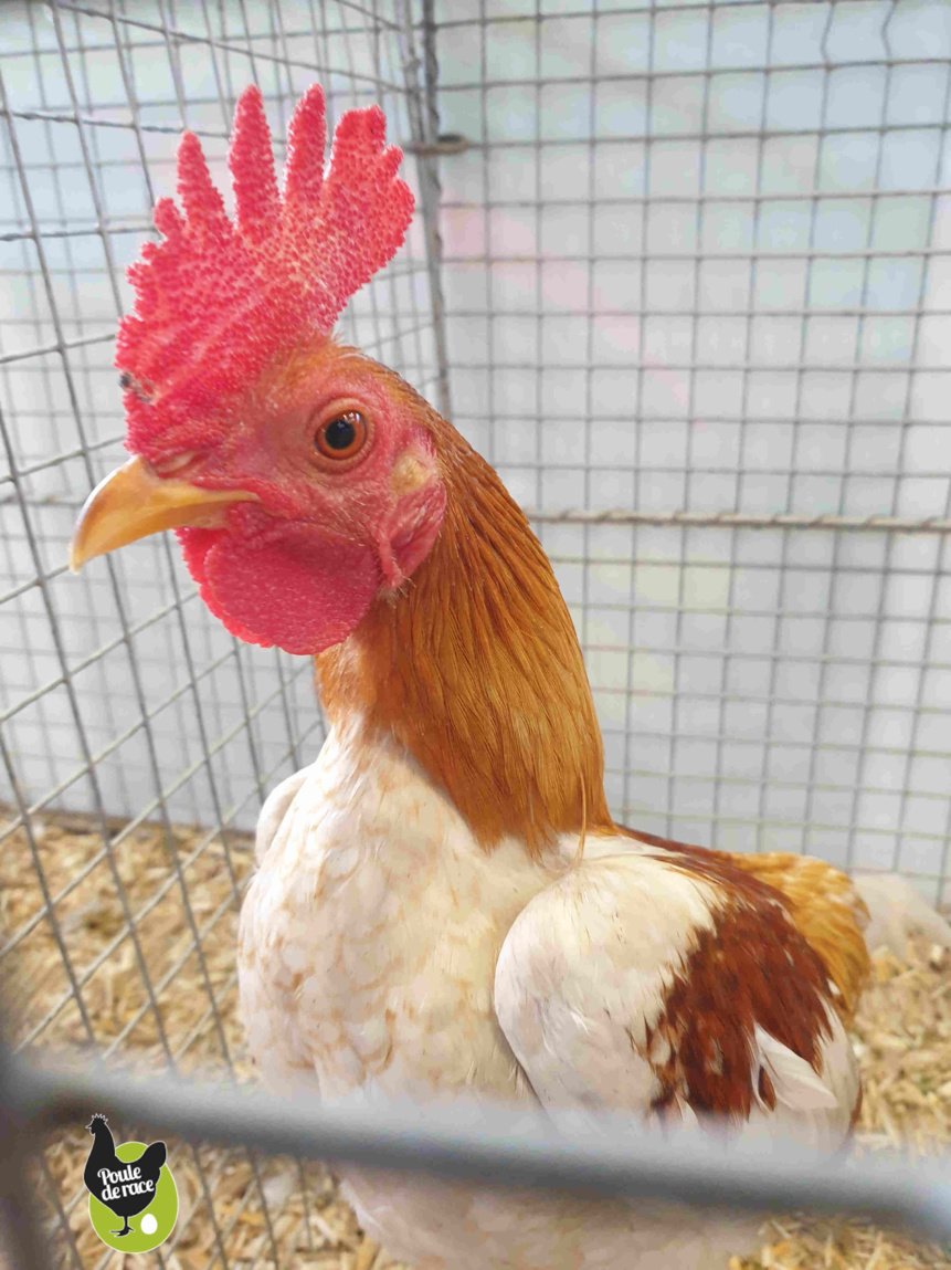 coq combattant anglais moderne nain saumon blanc doré coq combattant anglais moderne nain saumon blanc doré