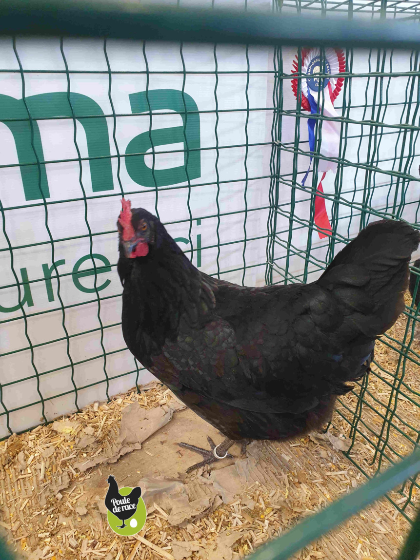 poule limousine noir poule limousine noir