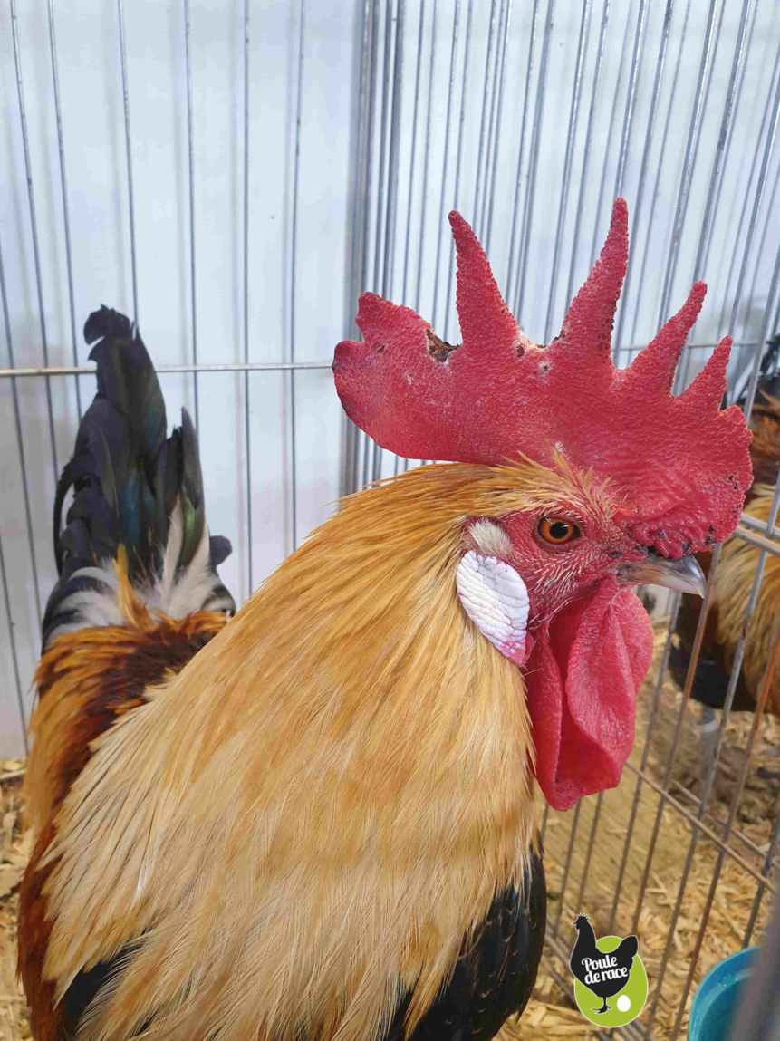 coq gauloise saumon doré clair coq gauloise saumon doré clair