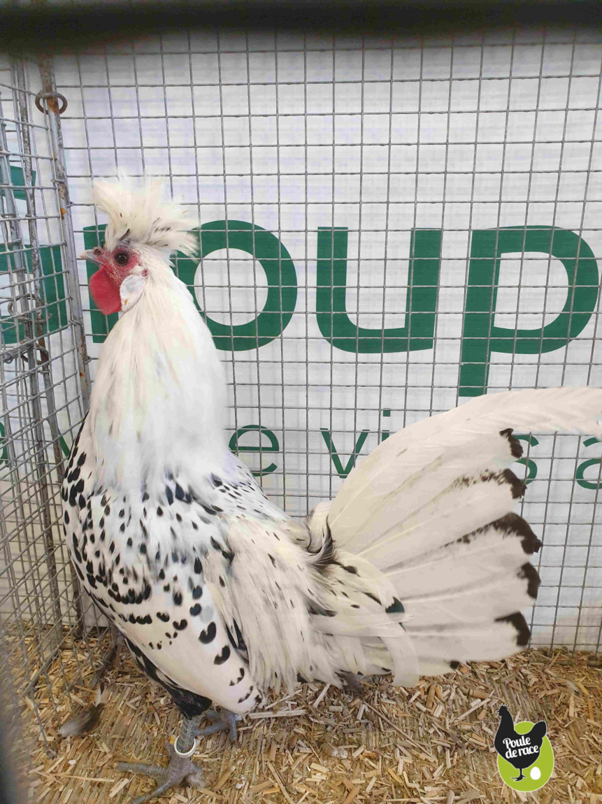 coq appenzelloise huppée argenté pointé noir coq appenzelloise huppée argenté pointé noir