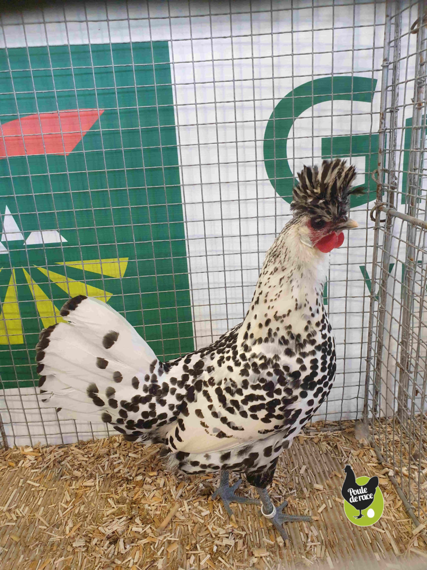 poule appenzelloise huppée argenté pointé noir poule appenzelloise huppée argenté pointé noir