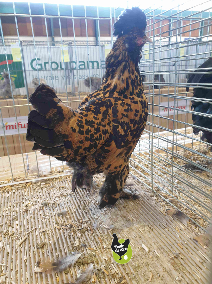 poule pavlov doré pointé noir poule pavlov doré pointé noir