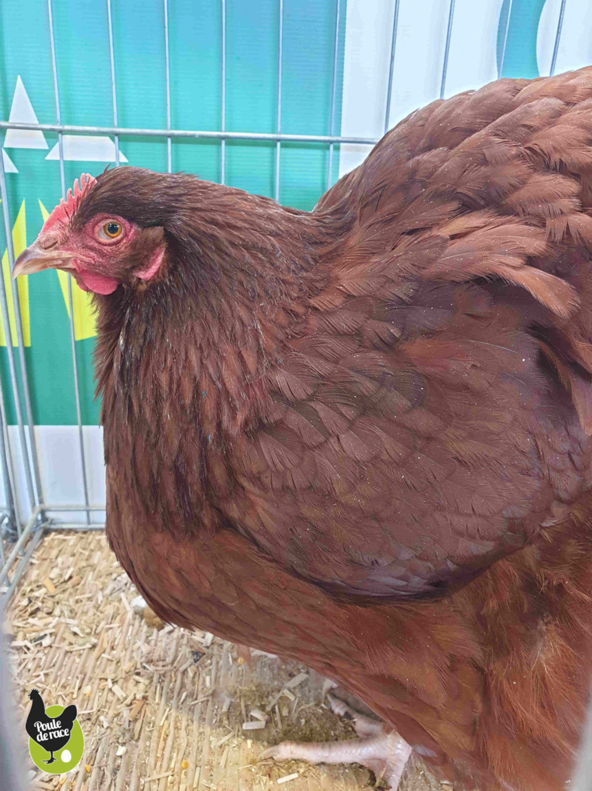 poule orpington rouge poule orpington rouge