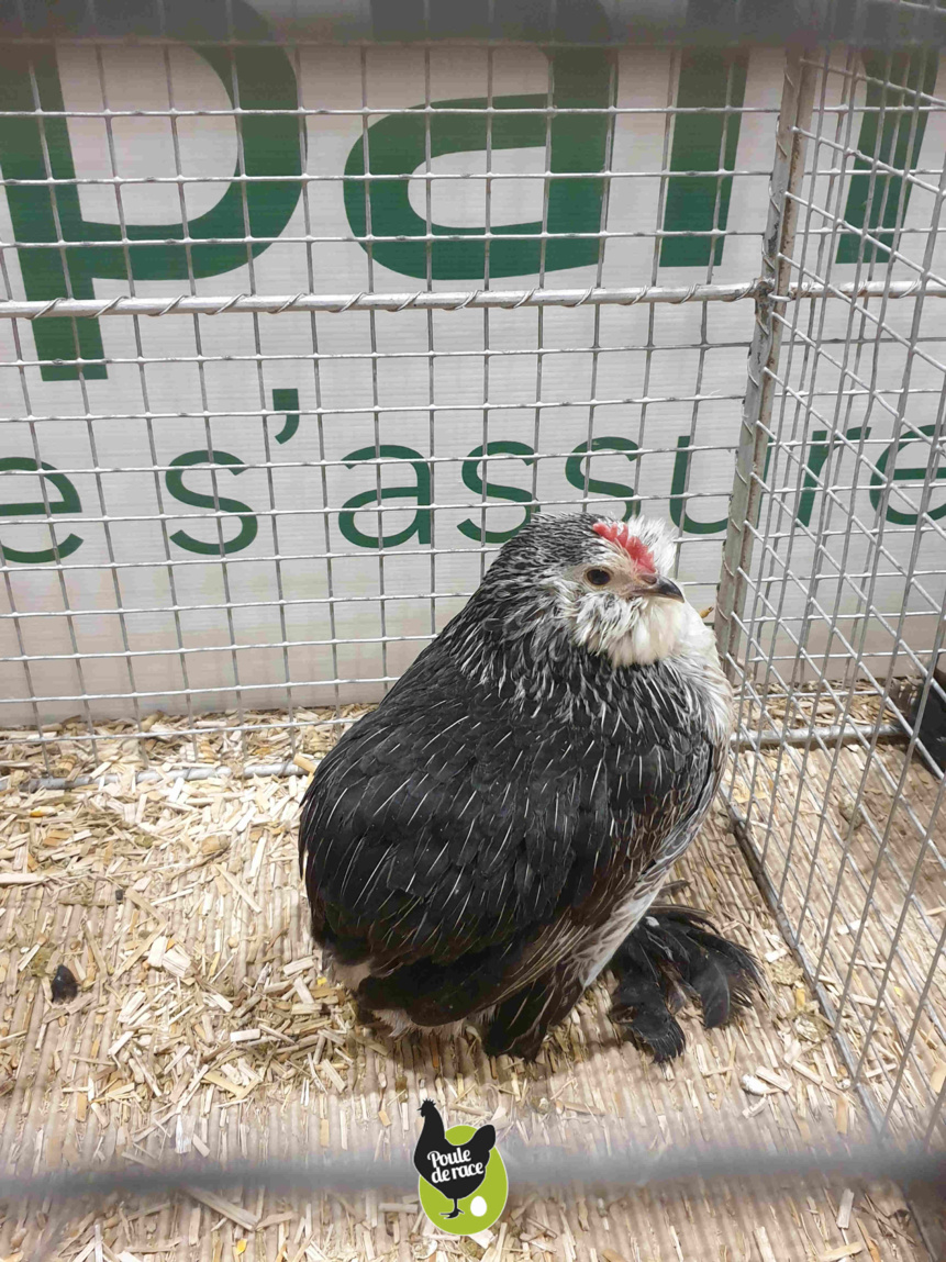 poule barbu d'everberg caille argenté