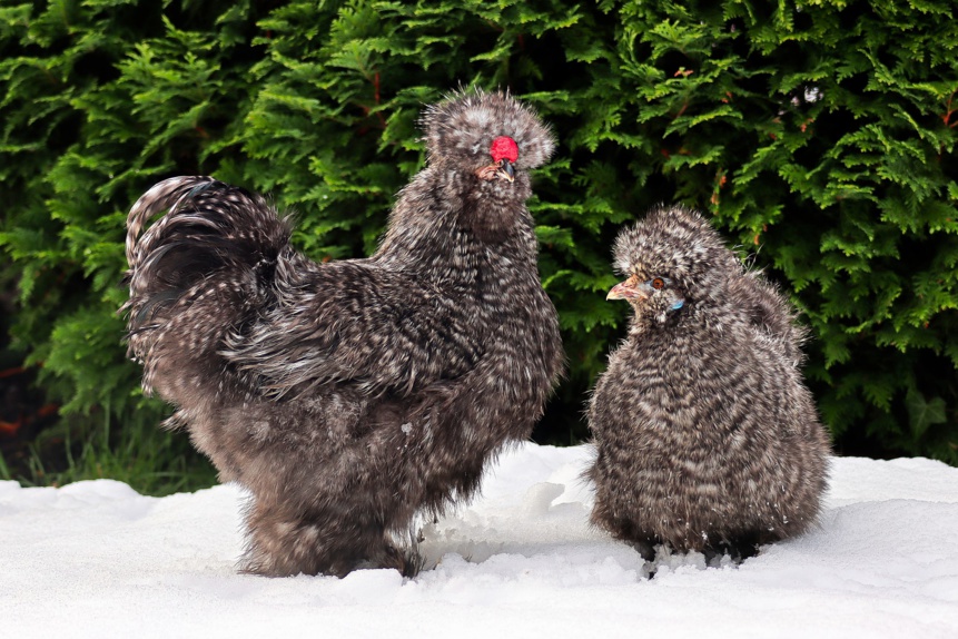 préparer ses poules pour l'hiver préparer ses poules pour l'hiver