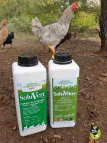 préparer ses poules pour l'hiver préparer ses poules pour l'hiver