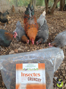 préparer ses poules pour l'hiver préparer ses poules pour l'hiver