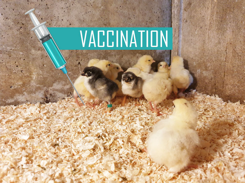 vaccination des poussins vaccination des poussins