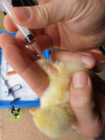 vaccination des poussins vaccination des poussins