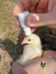 vaccination des poussins vaccination des poussins