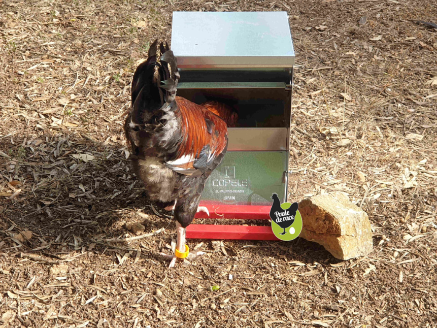 mangeoire anti gaspillage mangeoire anti gaspillage