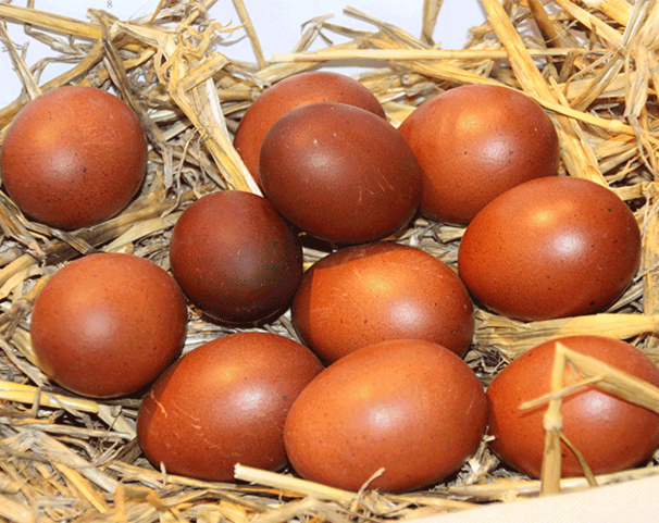 La poule de Marans La poule de Marans