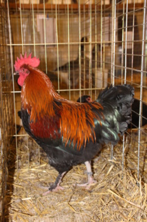 Cop Marans noir à camail cuivré Cop Marans noir à camail cuivré