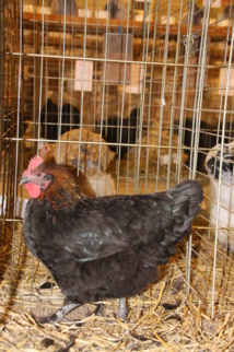 Poule Marans noire à camail cuivré