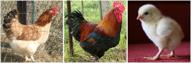 Marans Froment Marans Froment
