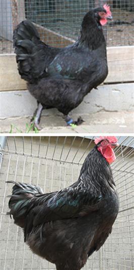 Marans noir uni Marans noir uni