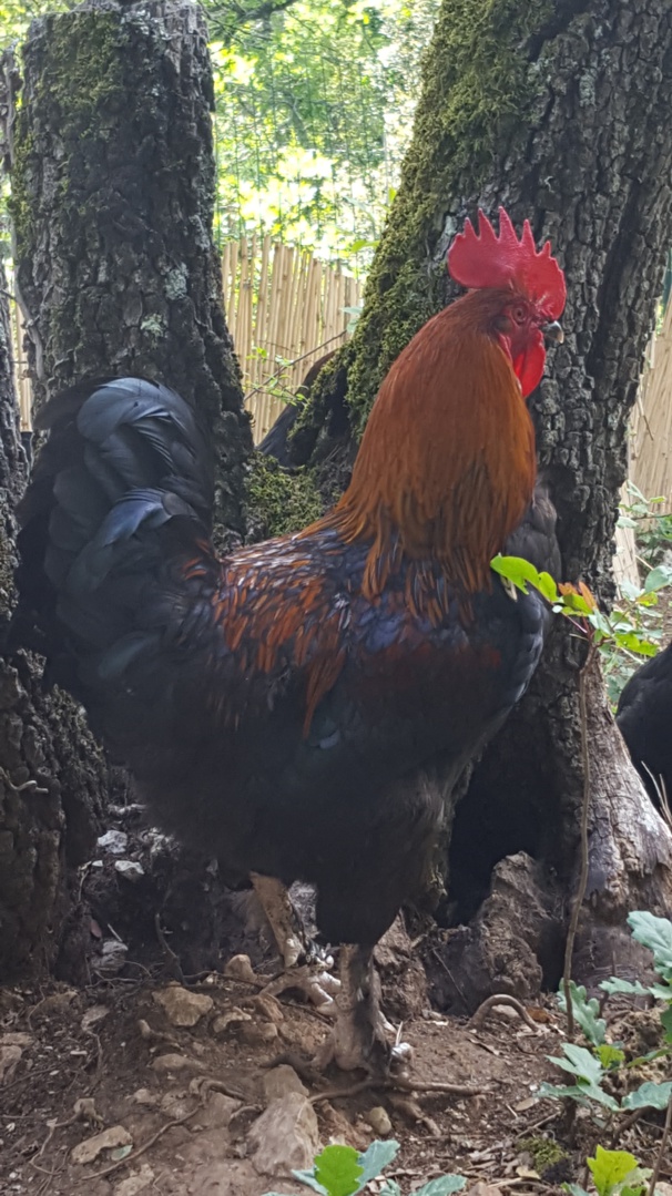 Marans noir à camail cuivré