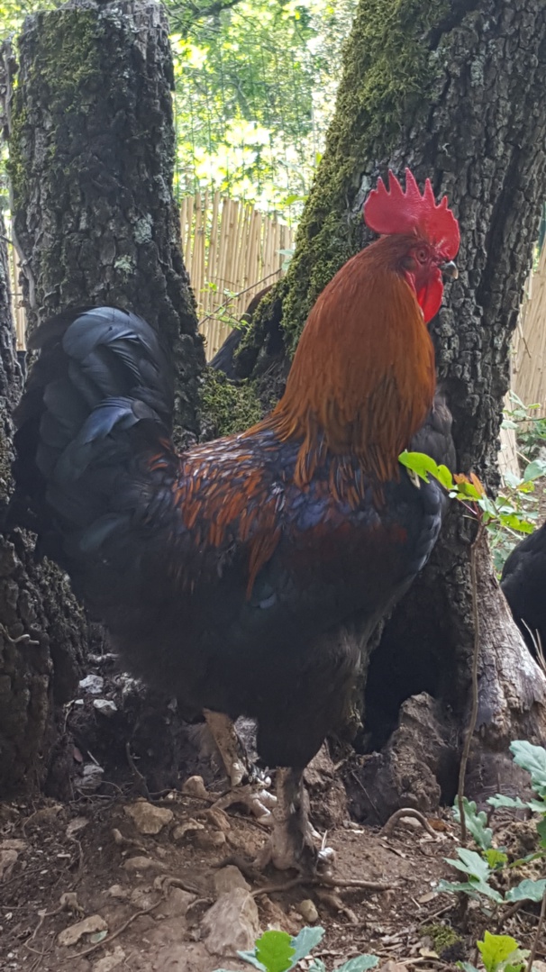 Marans noir à camail cuivré Marans noir à camail cuivré