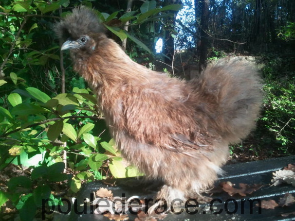 Ma poule soie couleur sauvage Ma poule soie couleur sauvage