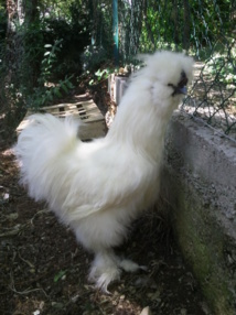 mon Coq soie Blanc Barbu