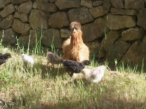 Ma poule soie fauve avec ses poussins une excellente mère