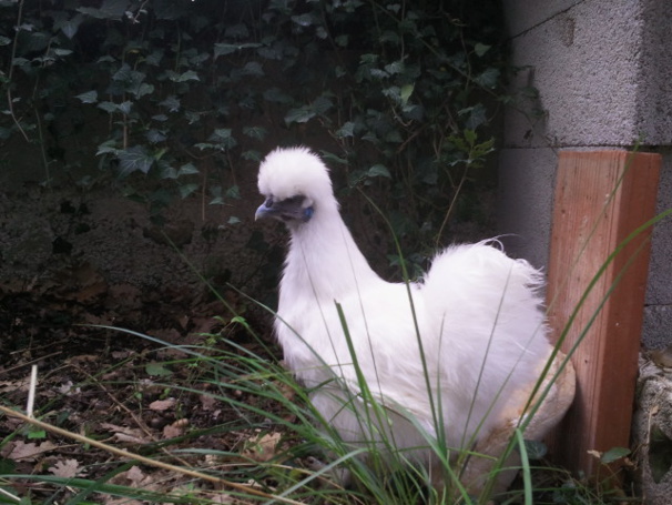 ma poule soie blanche ma poule soie blanche