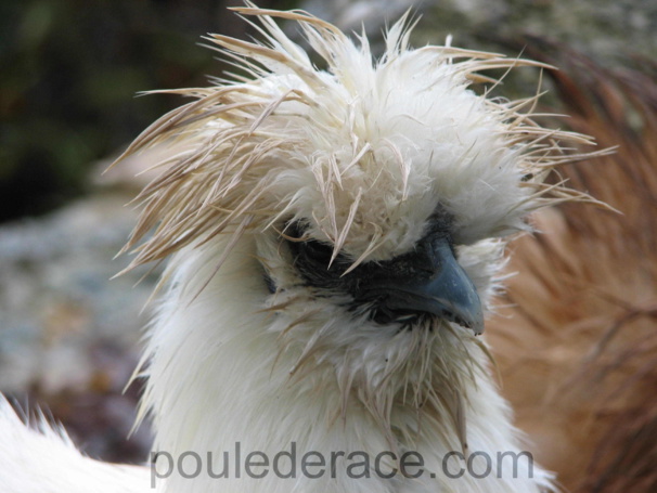 ma poule soie apres la pluie