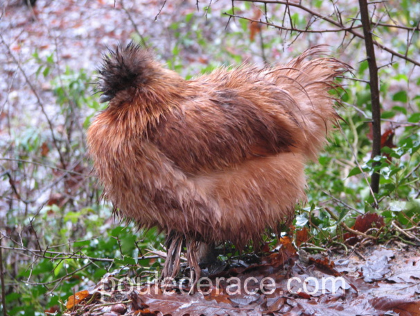 la poule soie n'aime pas la pluie