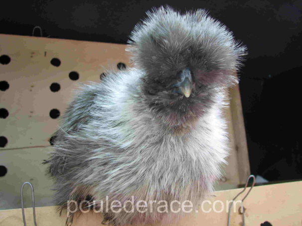ma poule soie perdrix argentée ma poule soie perdrix argentée