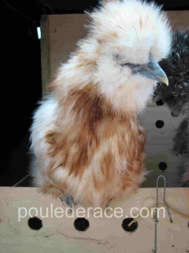 poule soie grande race pile poule soie grande race pile