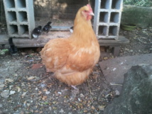 Ma poule Orpington Ma poule Orpington