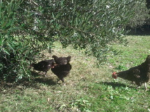 mes poules sur leur parcours