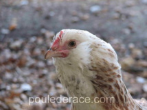 poule faverolle poule faverolle