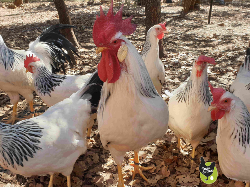 poules et coq italienne "blanc herminé noir" poules et coq italienne "blanc herminé noir"