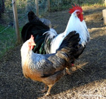 couple italienne saumon argenté liseré (Alexandre Helmer) couple italienne saumon argenté liseré (Alexandre Helmer)