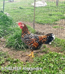 poule italienne naine porcelaine doré (Alexandre Helmer) poule italienne naine porcelaine doré (Alexandre Helmer)
