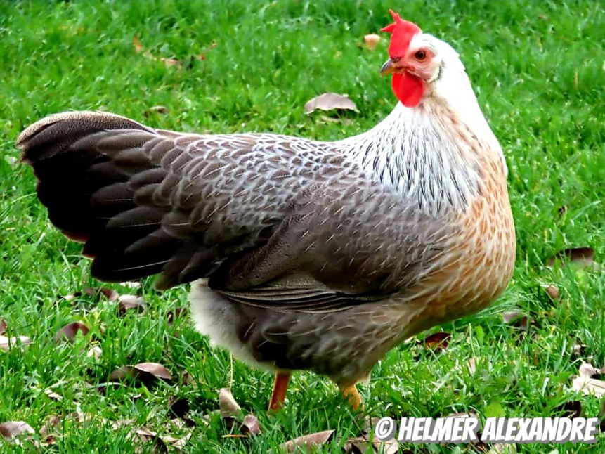 poule italienne saumon argenté liseré (Helmer Alexandre)