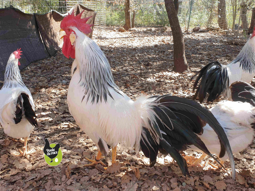 coq italienne blanc herminé noir coq italienne blanc herminé noir