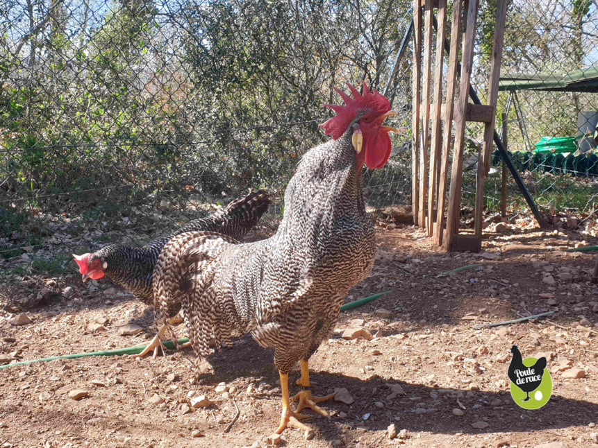 coq et poule italienne barré