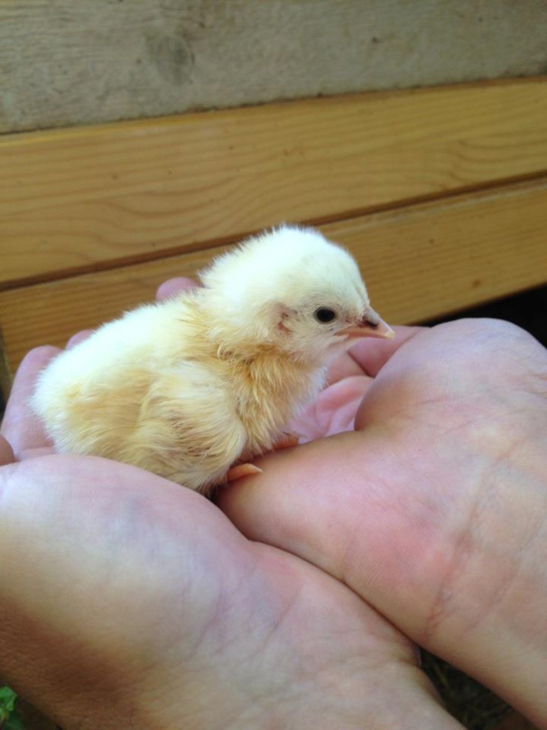 poussin venant d'éclore poussin venant d'éclore