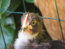 Un de mes poussins marans noir à camail cuivré