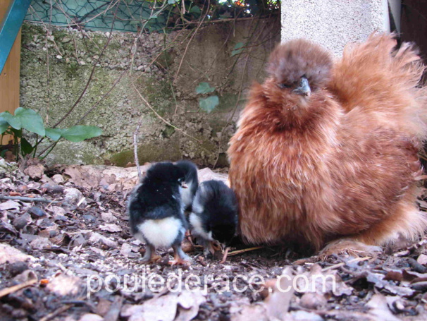 Ma soie avec ses petits Marans noir à camail cuivré