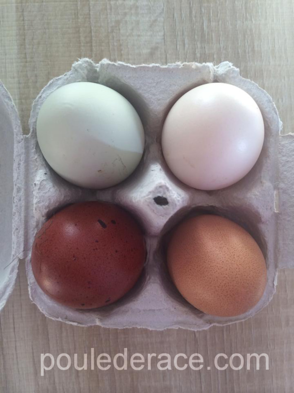 Les oeufs de mes poules Les oeufs de mes poules