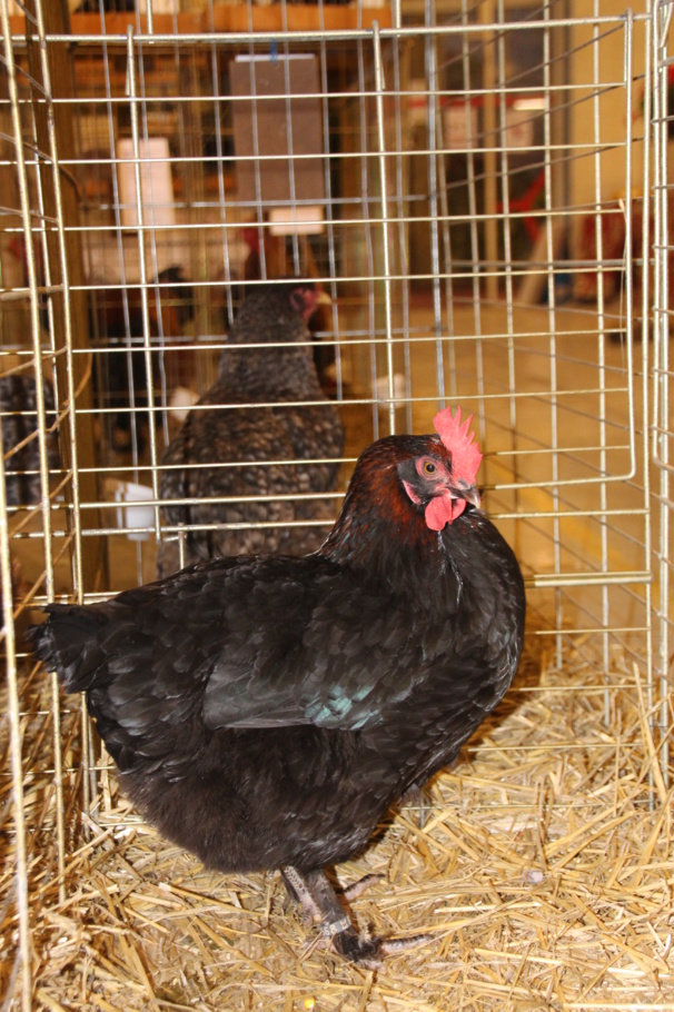 poule marans noire à camail cuivré pour les oeufs chocolat