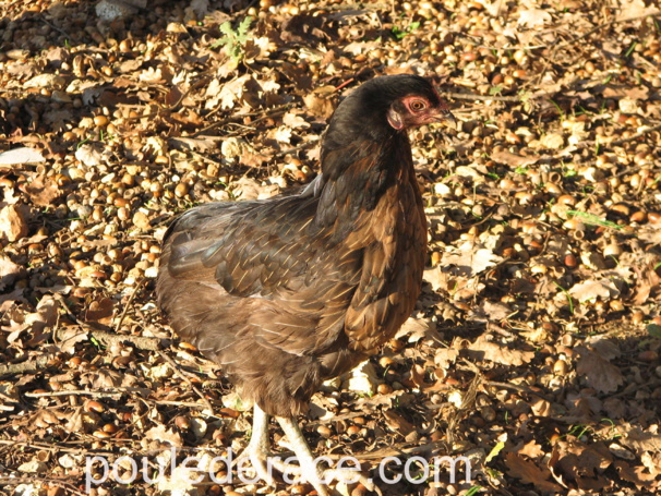 Mon Araucana qui me fait de beaux oeufs bleus / verts Mon Araucana qui me fait de beaux oeufs bleus / verts