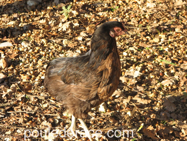 Mon Araucana qui me fait de beaux oeufs bleus / verts