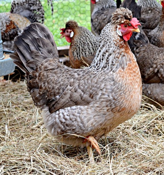 poule cream legbar pour les oeufs verts